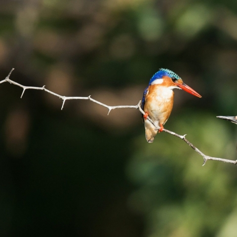 Two kingfisher birds looking at eachother on a thin branch with thorns