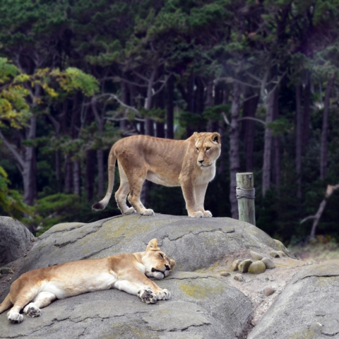 Two female lions, one lay down asleep on a rock, while one stands above looking away from the camera